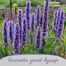 Hummingbird Garden Live Plant Landscape Kit | Prairie Legacy Inc.