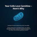 L-Carnitine Sugar-Free Blueberry Gummies