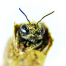 Leafcutter Bees - (200ct) Free FedEx 2-Day Mail