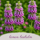 Mini Native Tall Hummingbird Seed Mix | Prairie Legacy Inc.