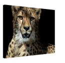 Leopard - Print