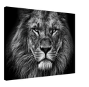 Lion Head Print Metal Wall Art – Wildlife Majestic Animal Wall Decor