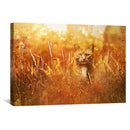 Little Tiger in the Grass Canvas
