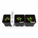 Rain Garden Live Plant Landscape Kit | Prairie Legacy Inc.