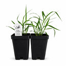 Hummingbird Garden Live Plant Landscape Kit | Prairie Legacy Inc.