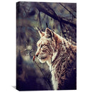 Lynx Canvas