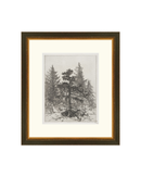 Pine Etching