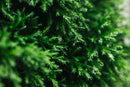 SALE | Evergreen Scented Candle | 6 oz | Love Ewe Candle Company