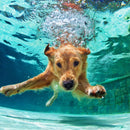 Diving Golden Retriever Wall Art