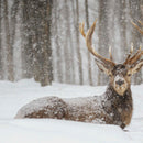 Snow Covered Elk Wall Art