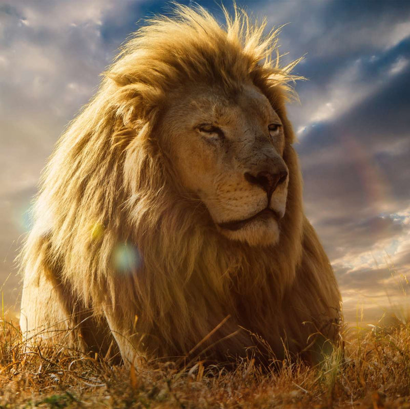 Safari Lion Glory Wall Art