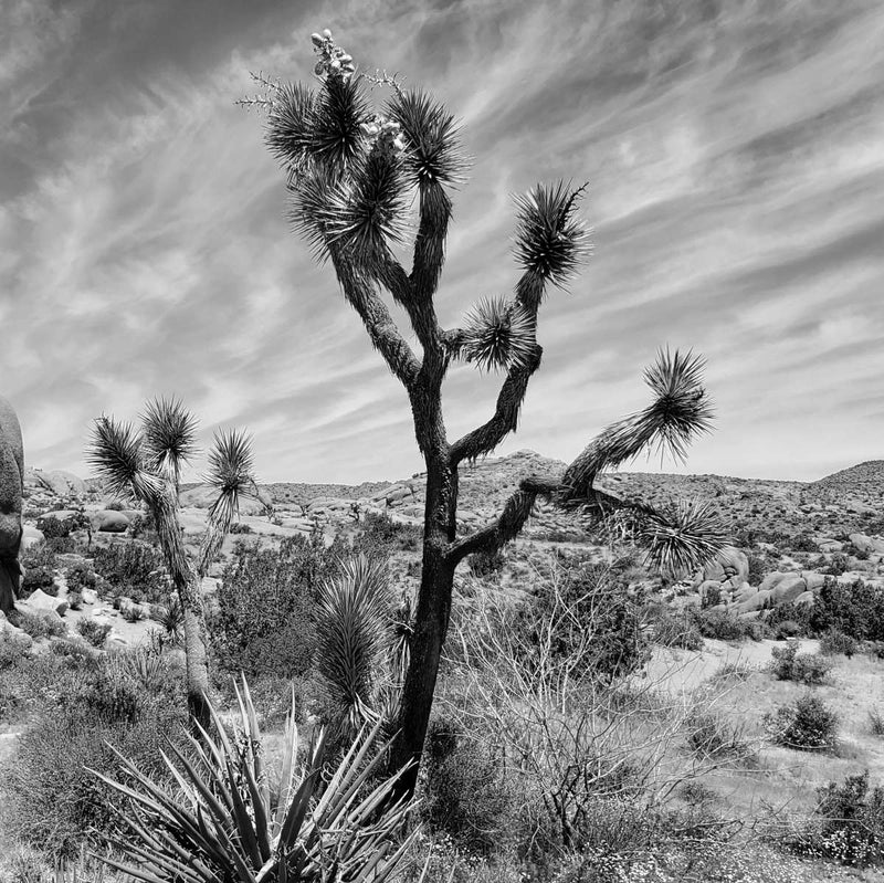 Desert Joshua Tree Wall Art