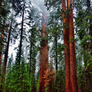 Vibrant Redwood Wall Art