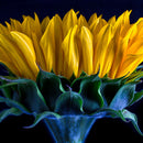 Sunflower Side View Wall Art