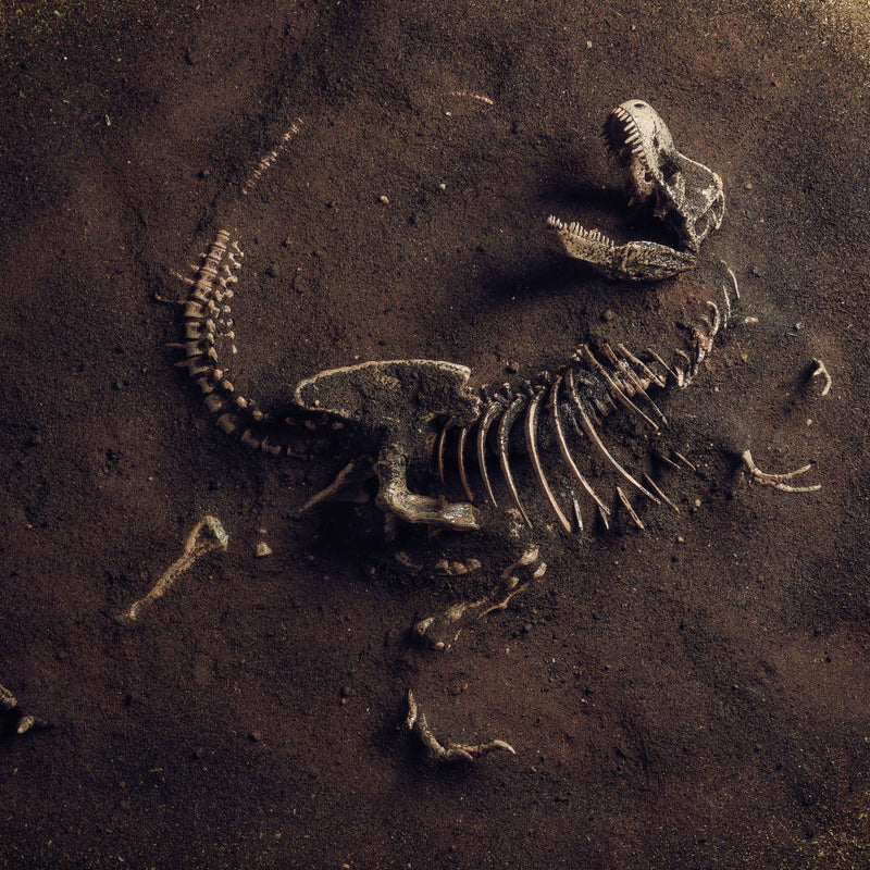 Dinosaur Skeleton Wall Art