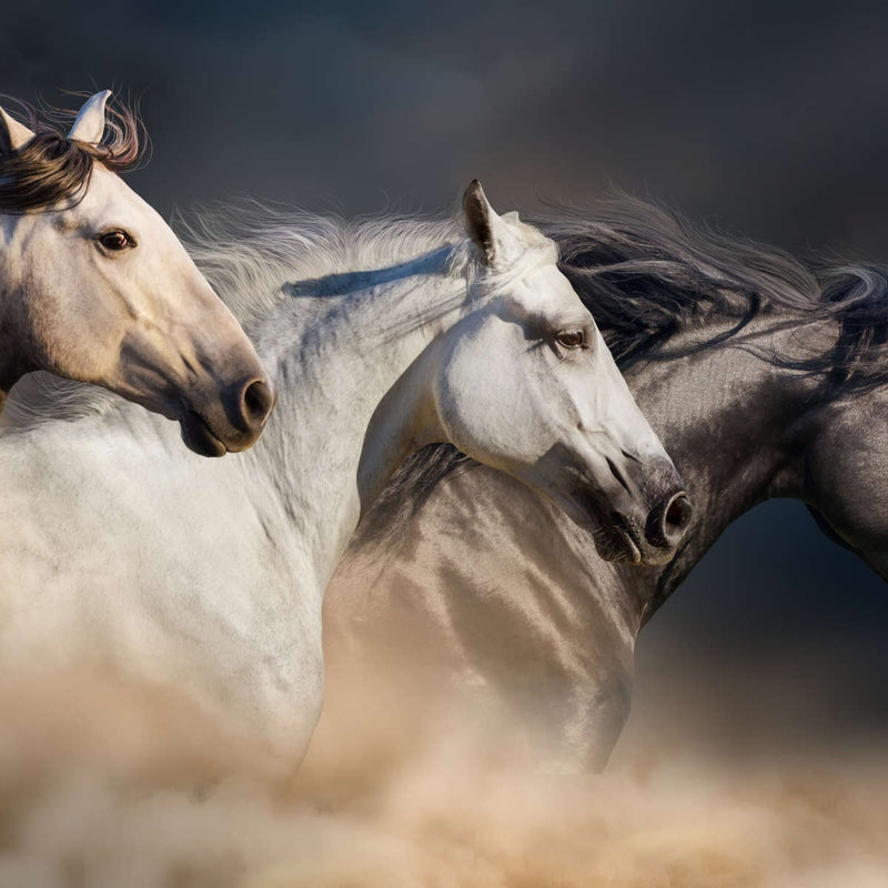 Magnificent Horses Wall Art