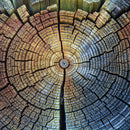 Tree Trunk Pattern Wall Art