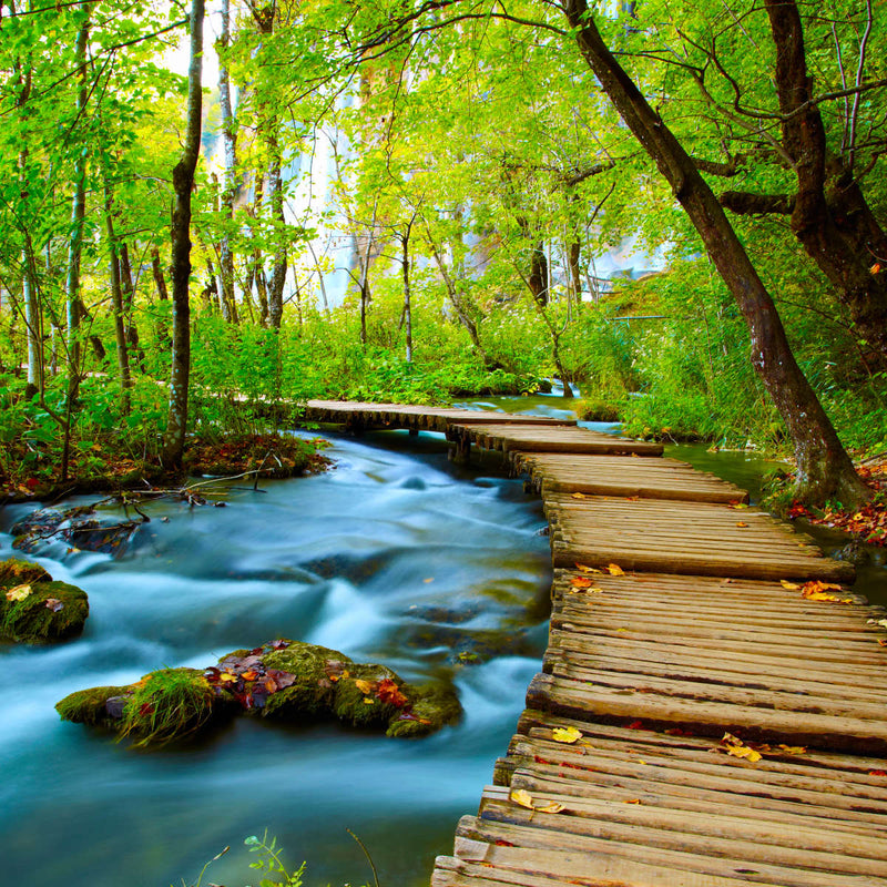 Boardwalk In The Forest Wall Art