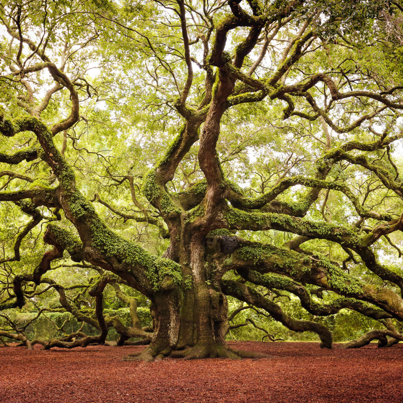 Charleston Angel Oak Tree Wall Art