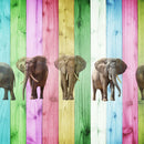 Color Stripe Elephants