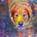 Colorful Labrador Wall Art