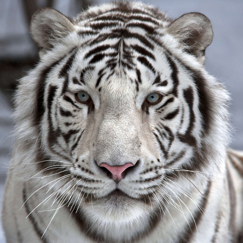 Endangered White Tiger Wall Art