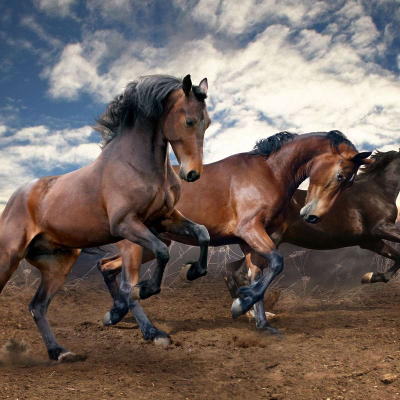 Free Running Horses Wall Art