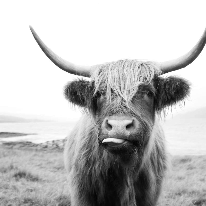 Funny Highland Cow Wall Art