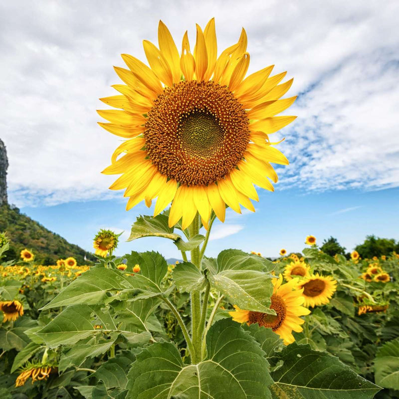 Golden Sunflower Wall Art