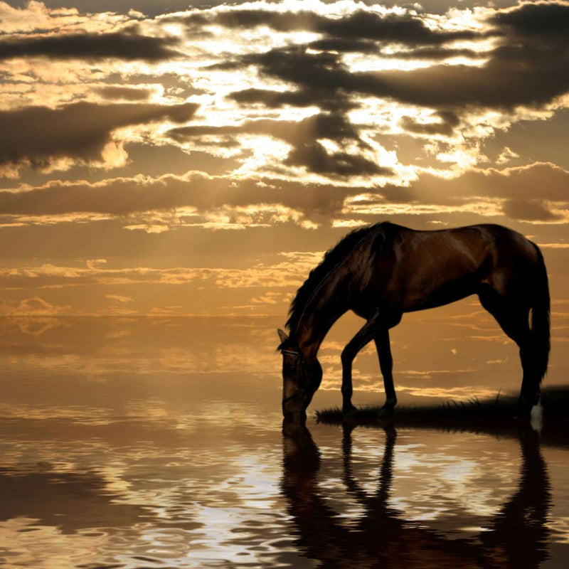 Lone Arabian Horse Wall Art