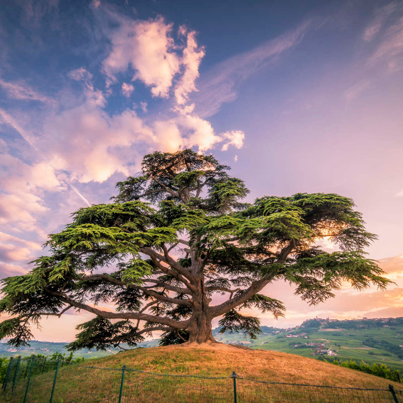 Majestic Cedar Of Lebanon Wall Art