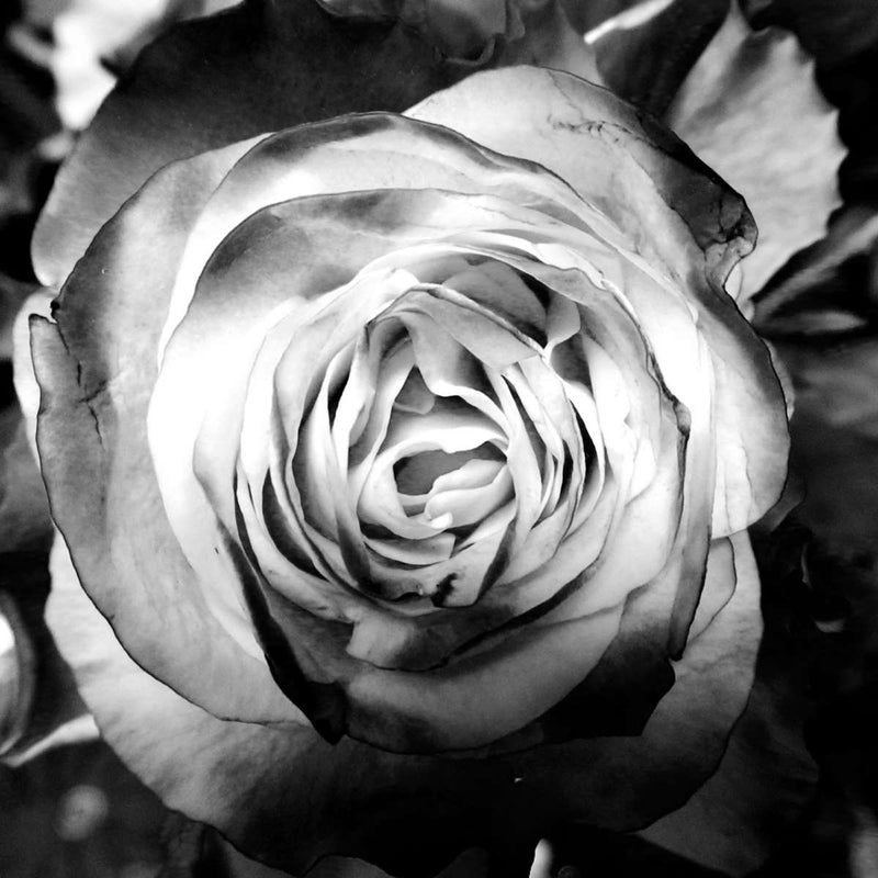 Monochromatic Rose Wall Art