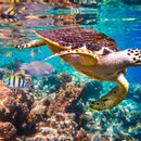 Vivid Sea Life Wall Art