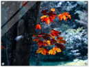 Maple Leaf - Print