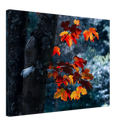 Maple Leaf - Print
