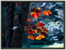 Maple Leaf - Print