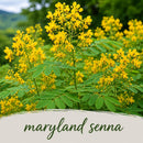 Deer & Rabbit Resistent Wildflower Bundle | Tall & Short Mini Mixes | Prairie Legacy Inc.