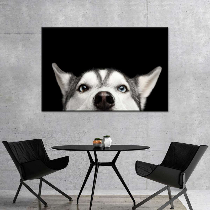 Peeking Siberian Husky Wall Art