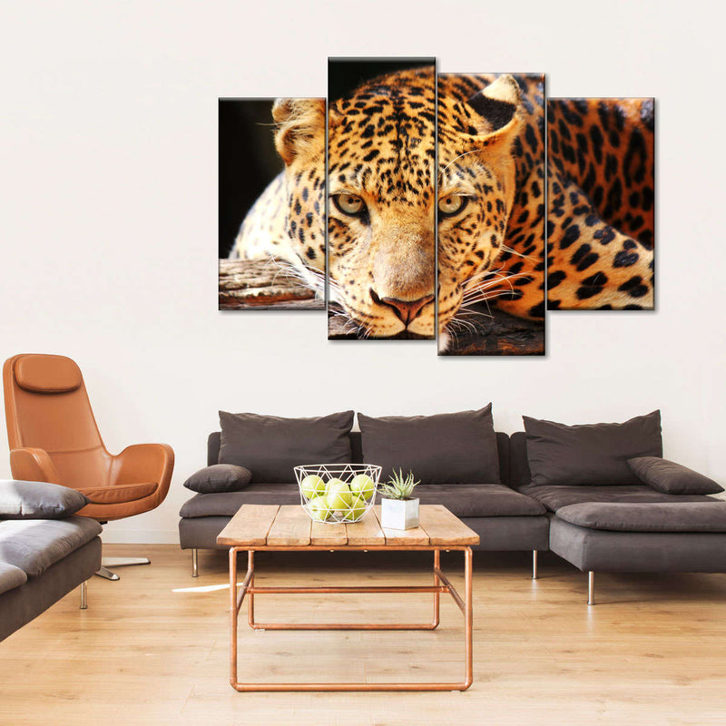 Leopard Gaze Wall Art