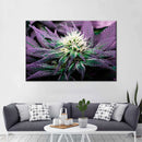 Rare Cannabis Plant Wall Art