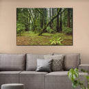 Muir Woods Forest Wall Art