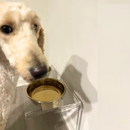 Medium Gold Feeder