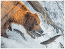 Bear Feeding - Print