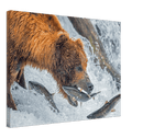 Bear Feeding - Print