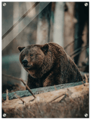 Bear in the Forest - Print