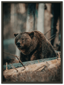 Bear in the Forest - Print