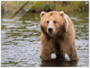 Bear in the Lake - Print