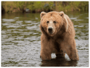 Bear in the Lake - Print
