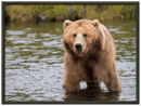 Bear in the Lake - Print