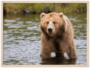 Bear in the Lake - Print